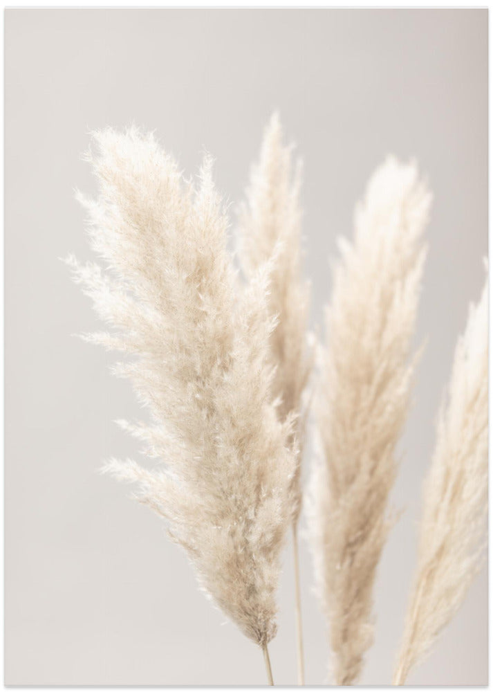 Pampas Grass Grey 02 - Art Print by Pictufy Studio III