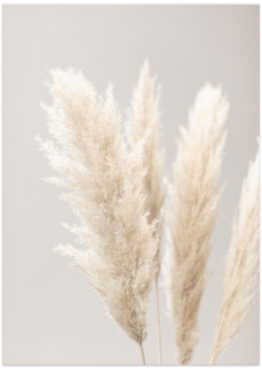Pampas Grass Grey 02 - Art Print by Pictufy Studio III