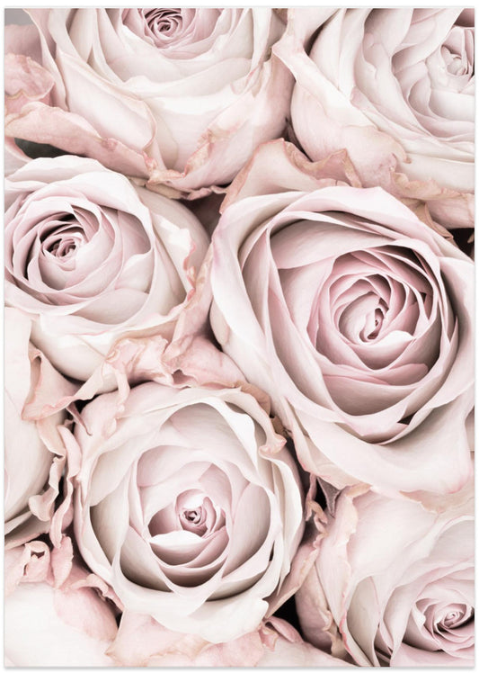 Pink Roses No 01 - Art Print by Pictufy Studio III