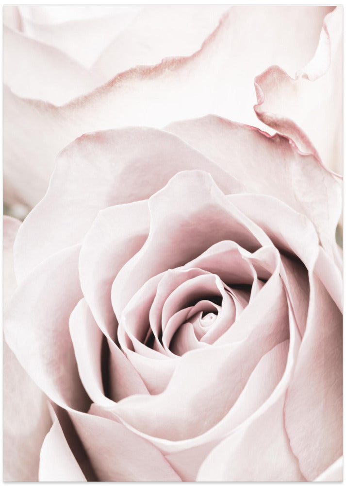 Pink Rose No 05 - Art Print by Pictufy Studio III