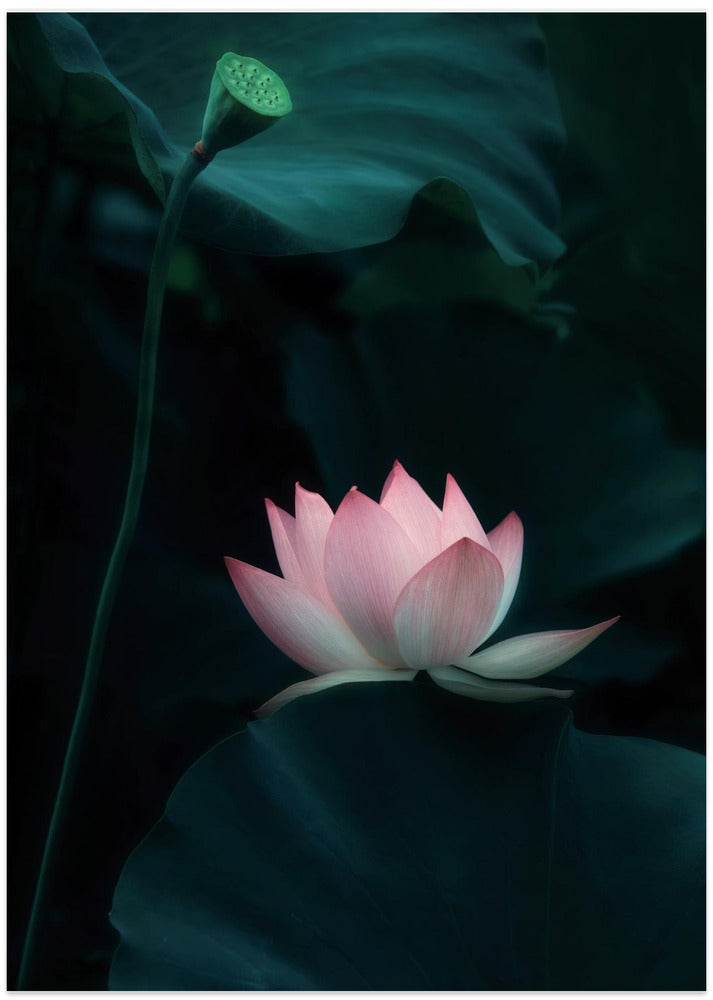 Lotus Flower - Art Print by Catherine Wang