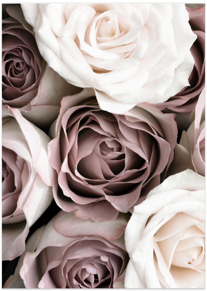 Roses - Art Print by Pictufy Studio III