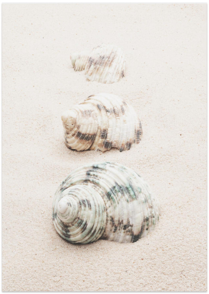 Shells - Art Print by Pictufy Studio III