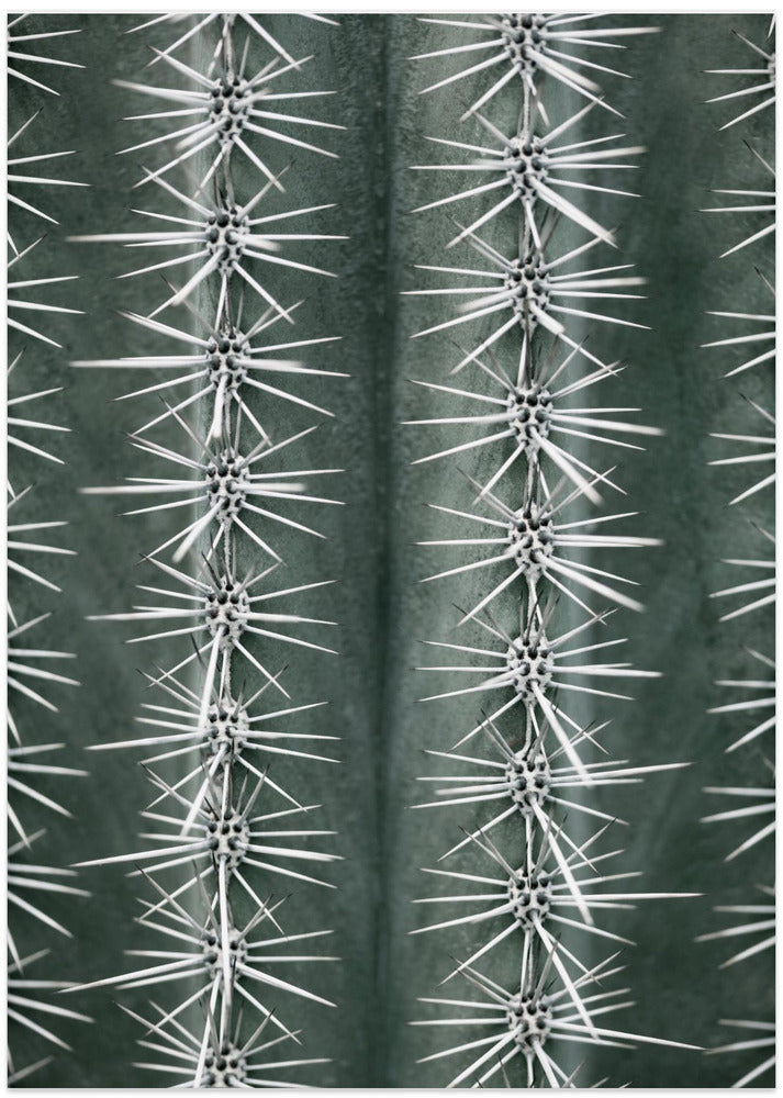 Cactus green - Art Print by Pictufy Studio III