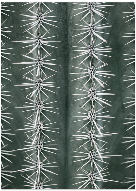 Cactus green - Art Print by Pictufy Studio III