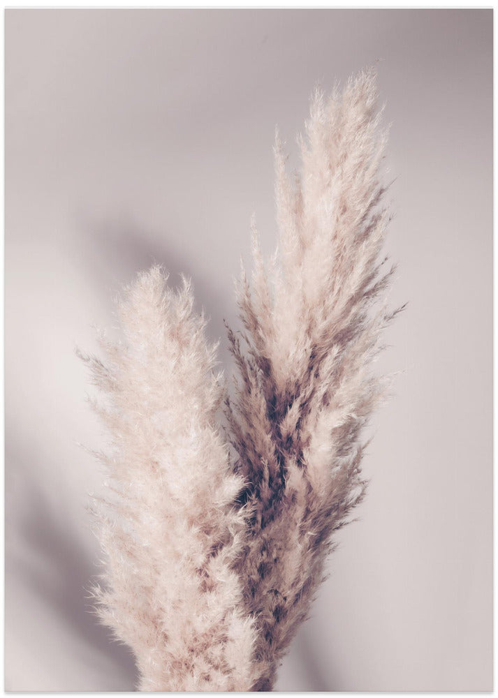 Pampas Grass - Art Print by Pictufy Studio III
