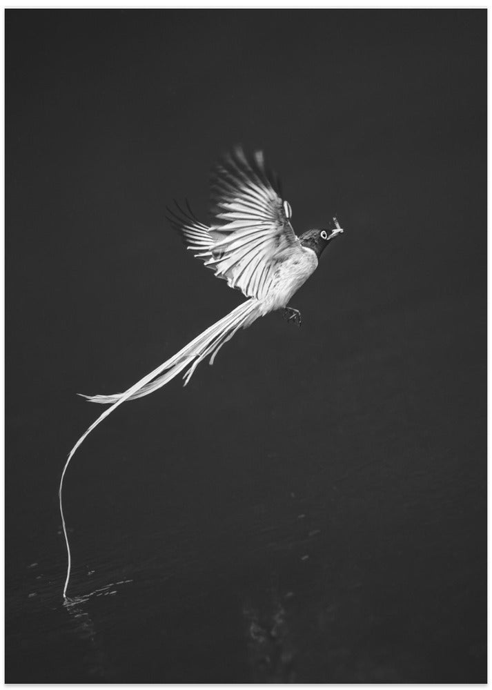 Terpsiphone paradis - Art Print by Mei Hu