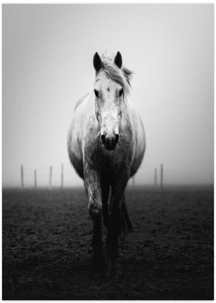 Confidence - Art Print by Christophe Staelens