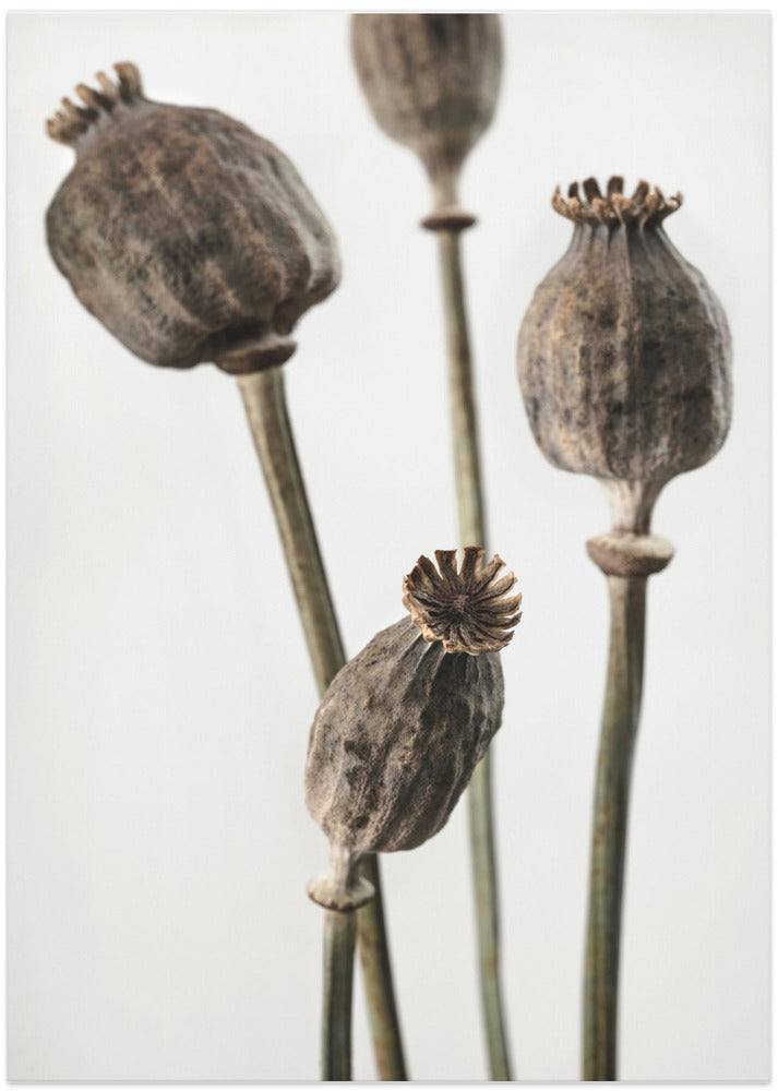 Dried_006 - Art Print by Pictufy Studio III