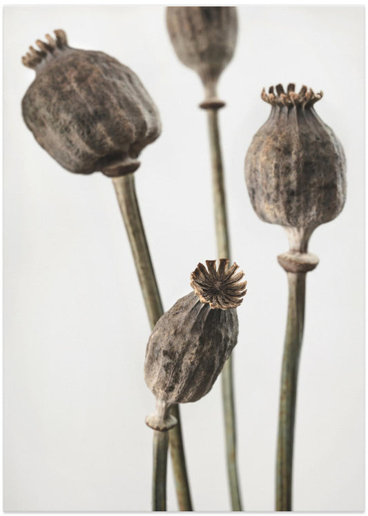 Dried_006 - Art Print by Pictufy Studio III