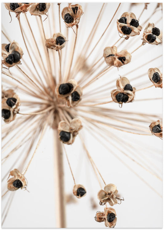 Dried_007 - Art Print by Pictufy Studio III