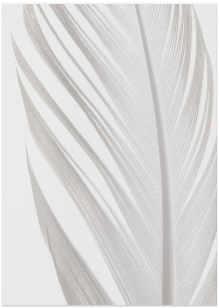 Feather_006 - Art Print by Pictufy Studio III