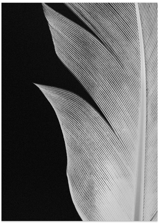 Feather_005 - Art Print by Pictufy Studio III