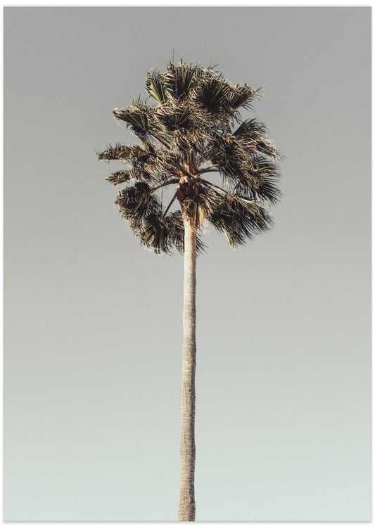 Palm_001 - Art Print by Pictufy Studio III