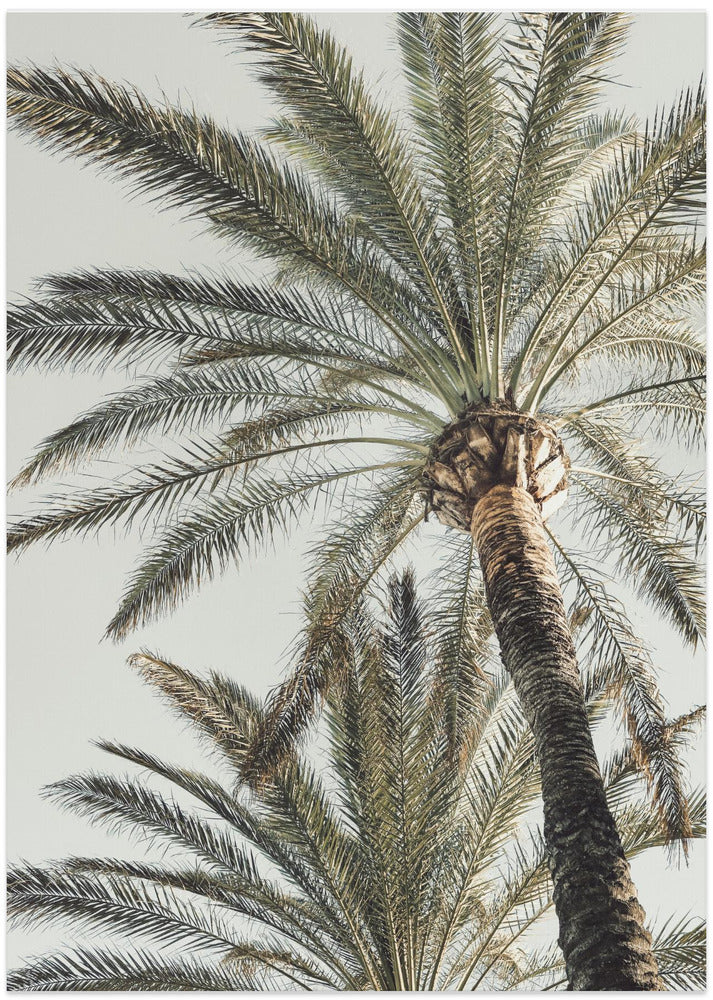 Palm_005 - Art Print by Pictufy Studio III
