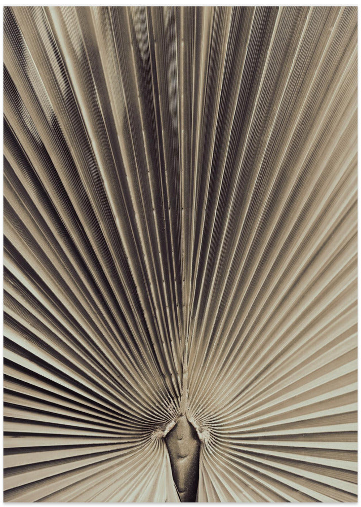 Palmblad_001 - Art Print by Pictufy Studio III