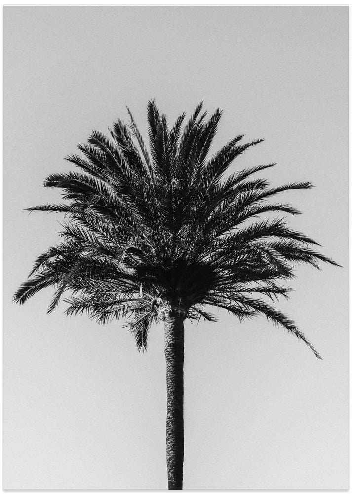 Palm_003 - Art Print by Pictufy Studio III