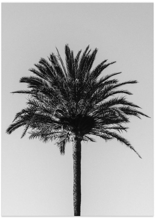 Palm_003 - Art Print by Pictufy Studio III