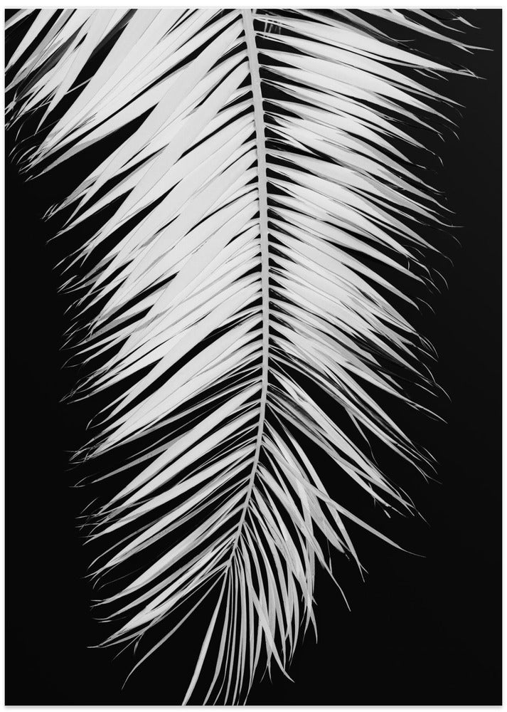 Palmblad_004 - Art Print by Pictufy Studio III