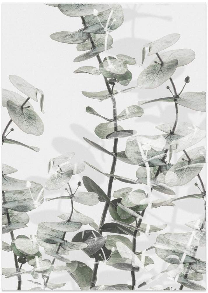 Eucalyptus_001 - Art Print by Pictufy Studio III