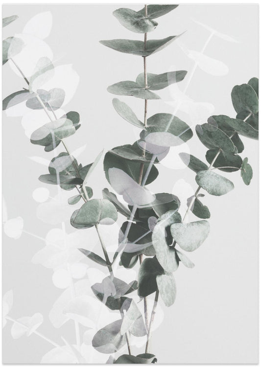 Eucalyptus_002 - Art Print by Pictufy Studio III