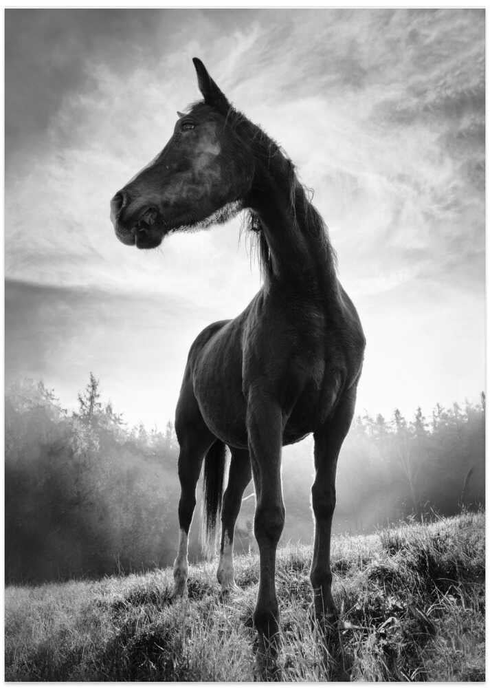 Backlight horse - Art Print by Alessandro Accordini