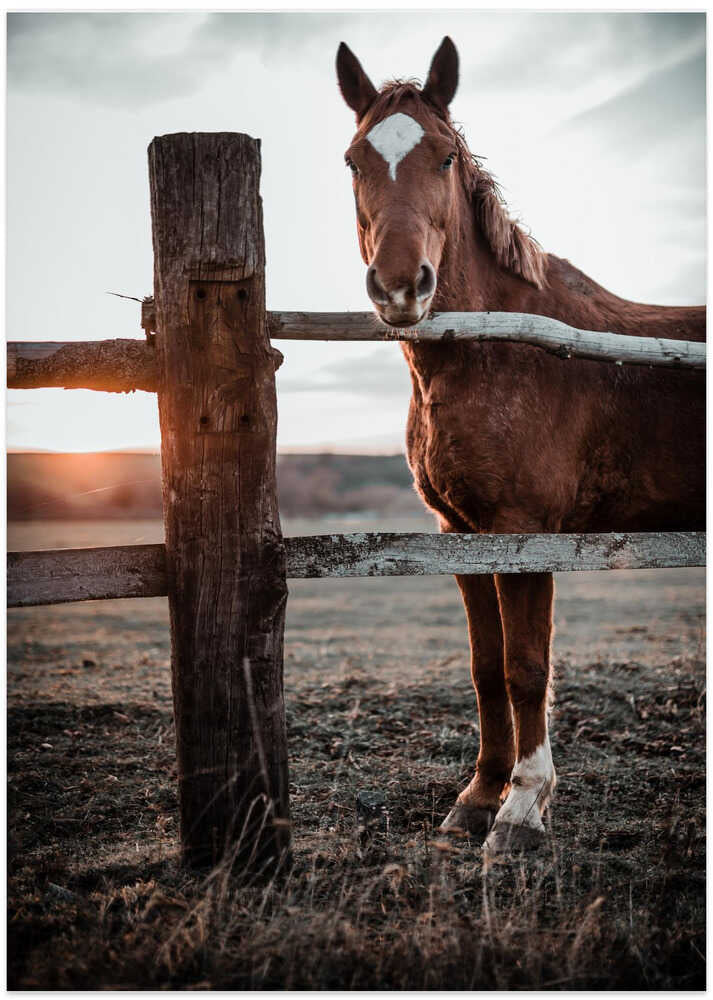 Horse Farm in Skároš, Slovakia - Art Print by Gabriel Jakab