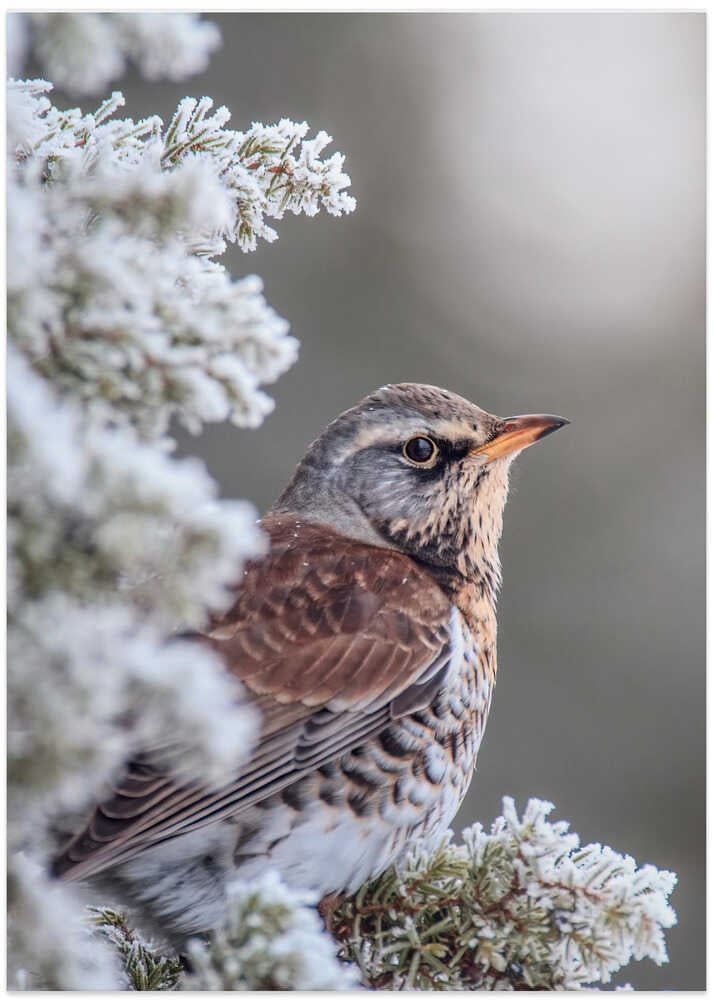 Fieldfare in a winter setting - Art Print by Magnus Renmyr