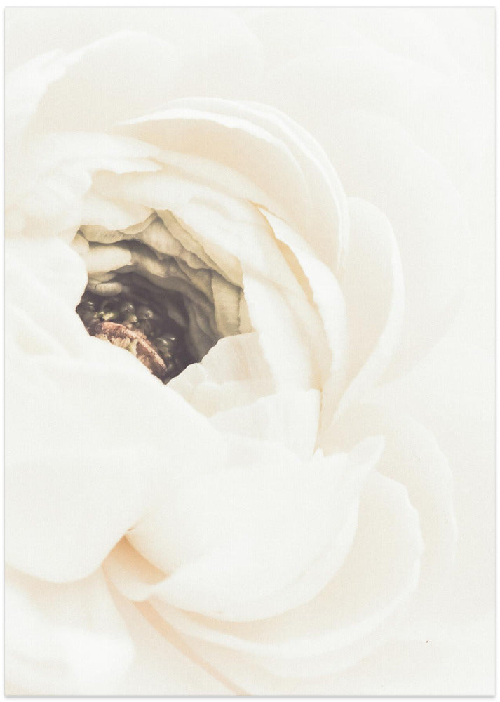 White Flower 01 - Art Print by Pictufy Studio III