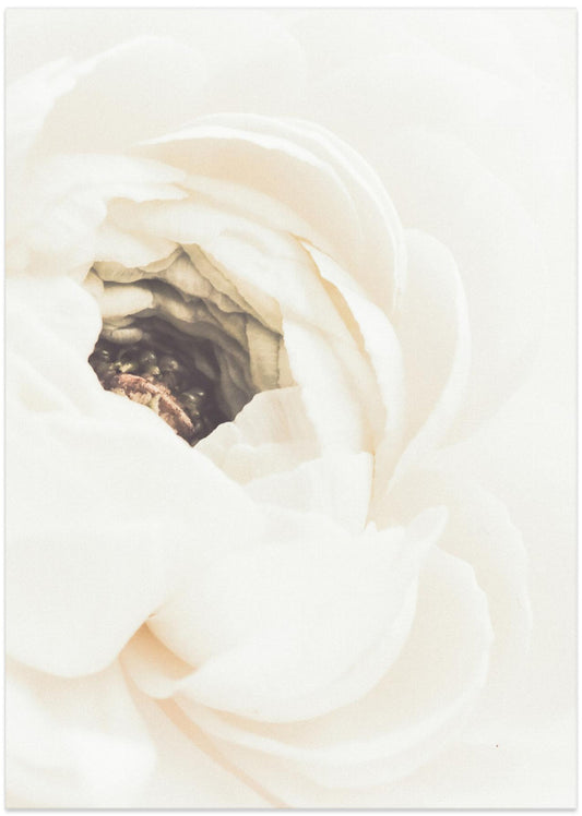 White Flower 01 - Art Print by Pictufy Studio III