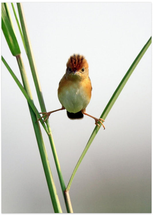 Kung Fu Master - Art Print by Lina Gunawan