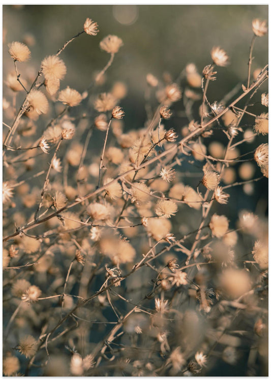 Beach flowers_003 - Art Print by Pictufy Studio III