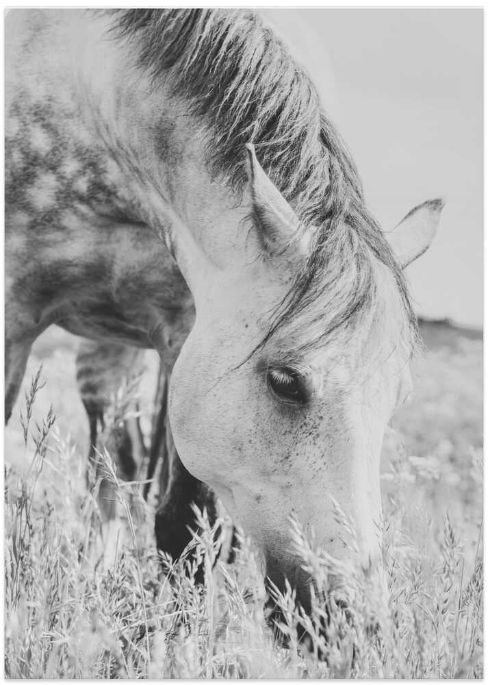 stallion - Art Print by Arendina de Jong