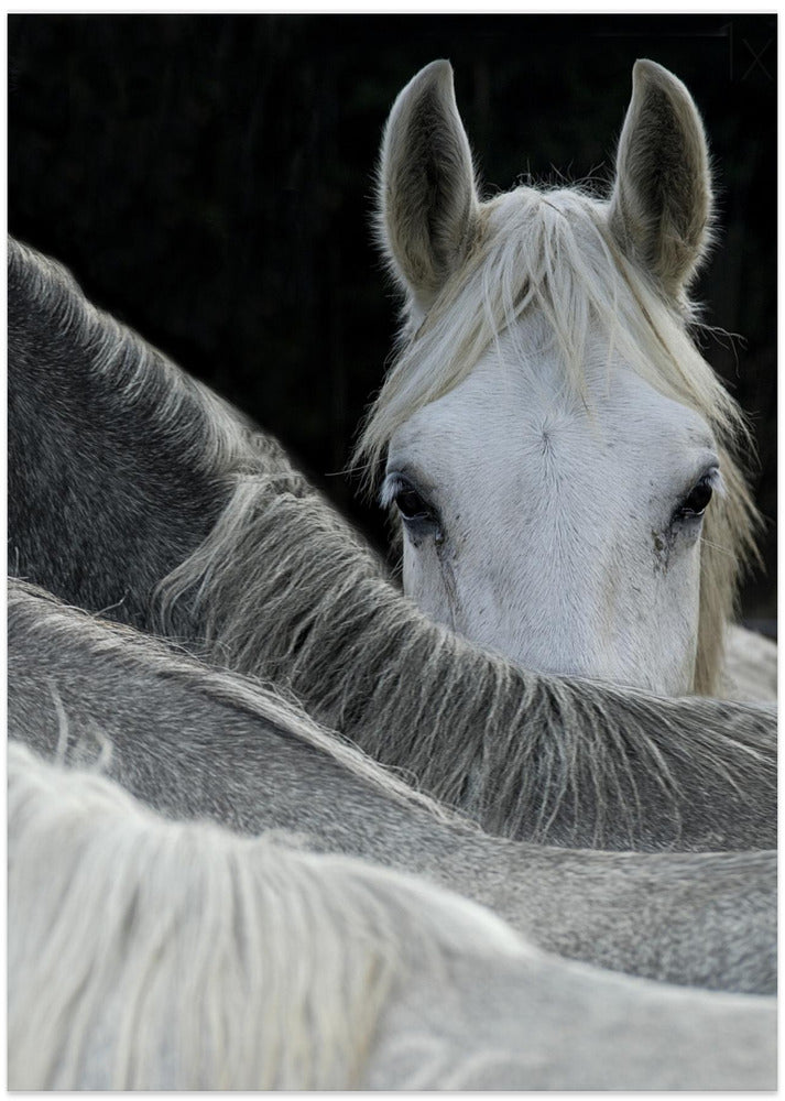 Look - Art Print by Milan Malovrh