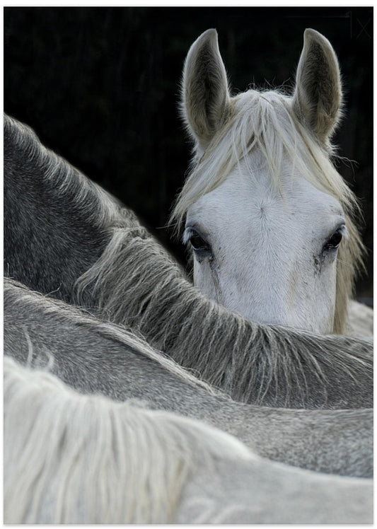 Look - Art Print by Milan Malovrh