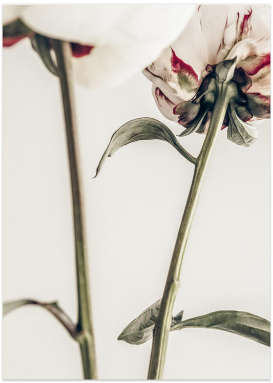 Peony 01 - Art Print by Pictufy Studio III