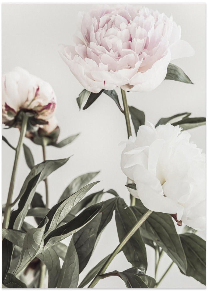 Peony 04 - Art Print by Pictufy Studio III