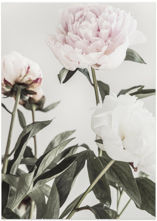 Peony 04 - Art Print by Pictufy Studio III