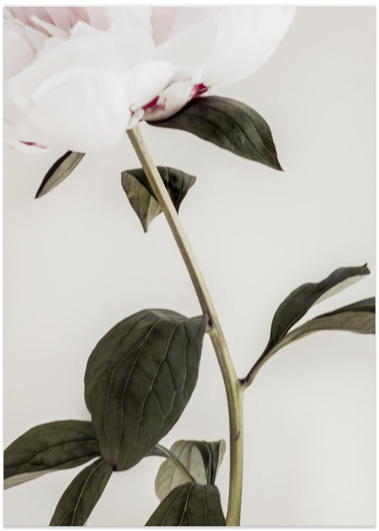 Peony 09 - Art Print by Pictufy Studio III