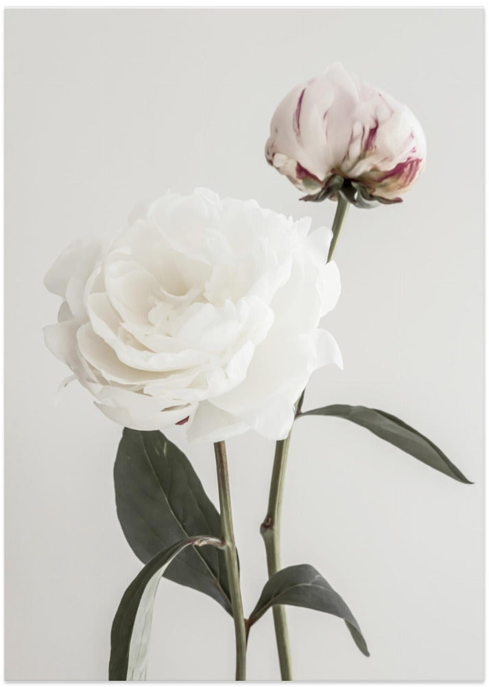 Peony 12 - Art Print by Pictufy Studio III