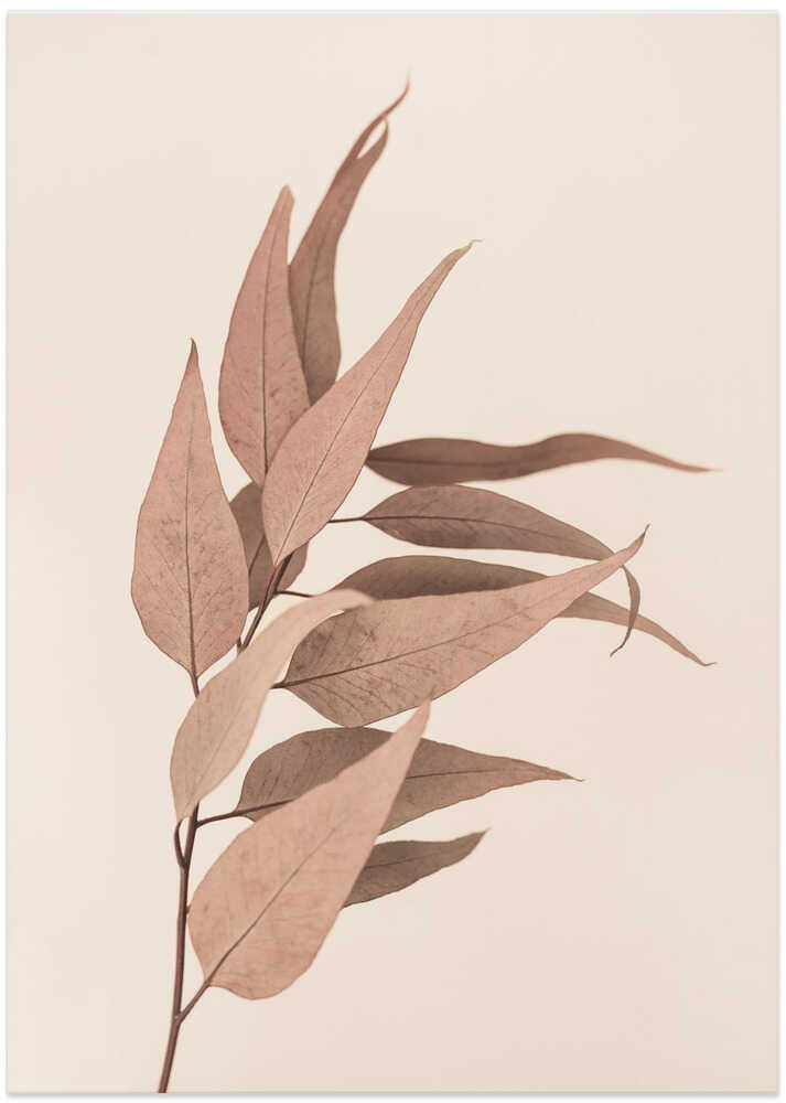 Dried Eucalyptus - Art Print by Kathrin Pienaar