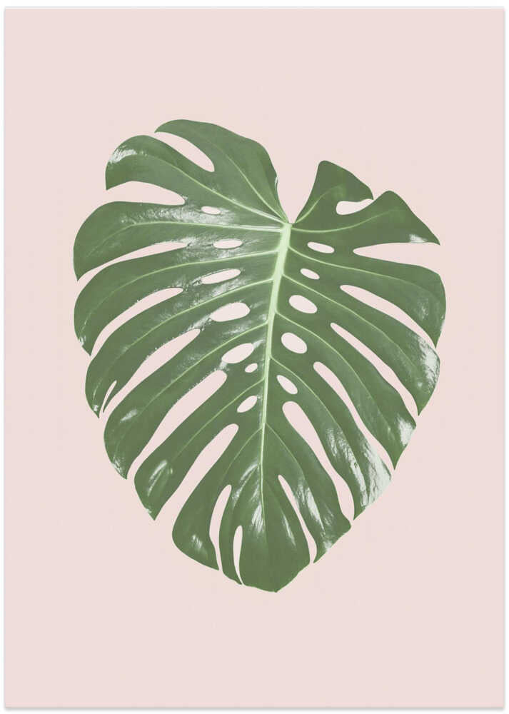 Monstera Leaf Blush - Art Print by Kathrin Pienaar