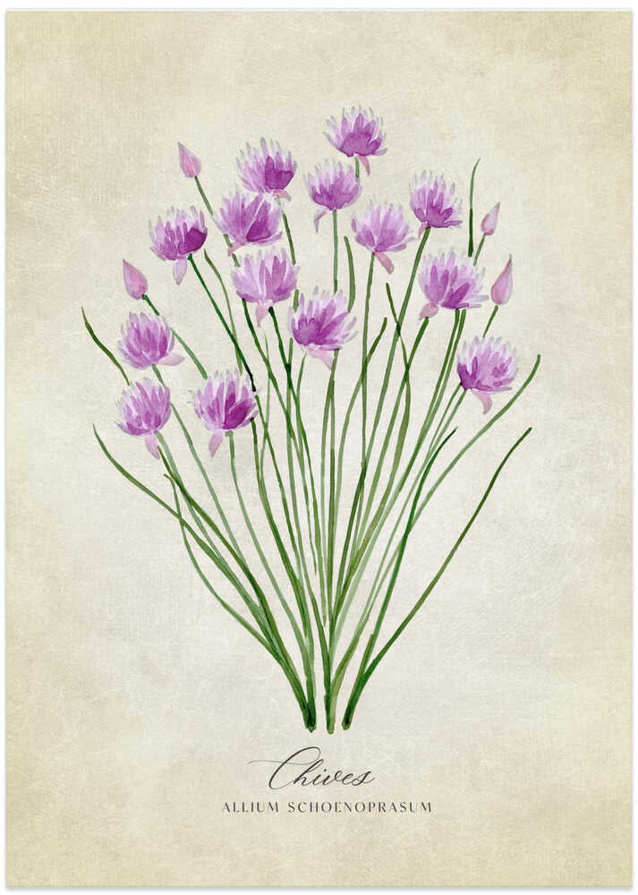 Chives vintage - Art Print by Rosana Laiz Blursbyai