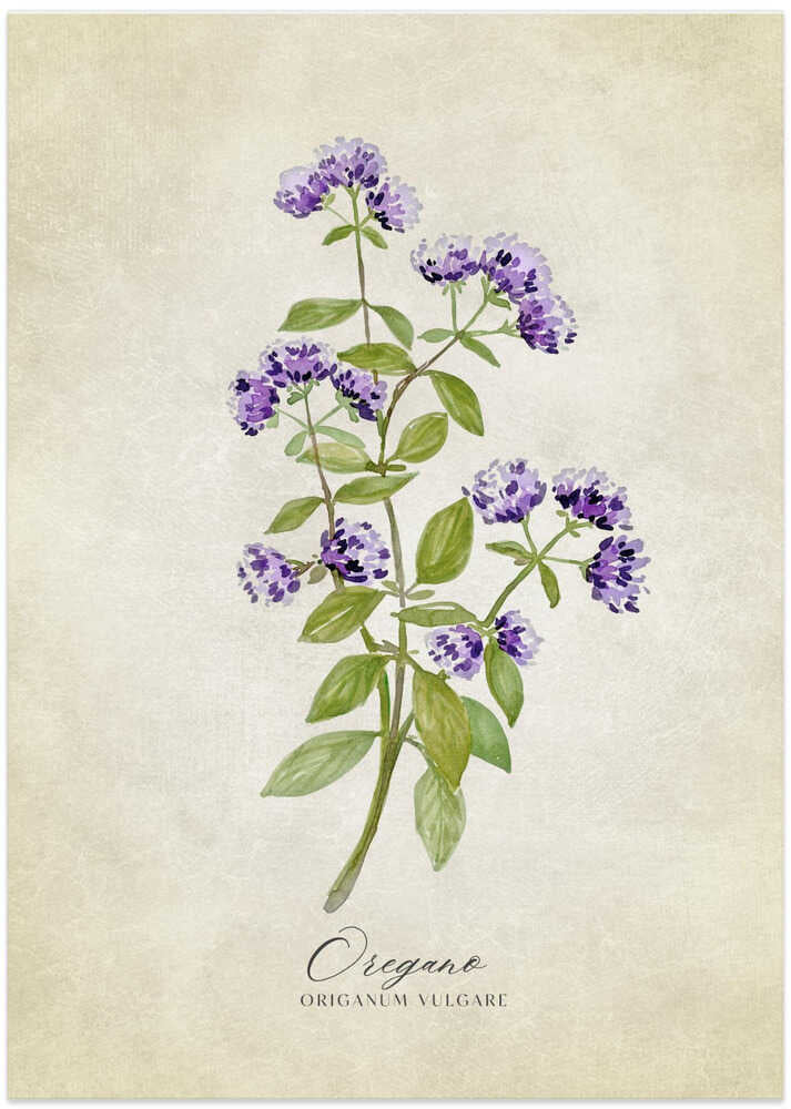 Oregano vintage - Art Print by Rosana Laiz Blursbyai