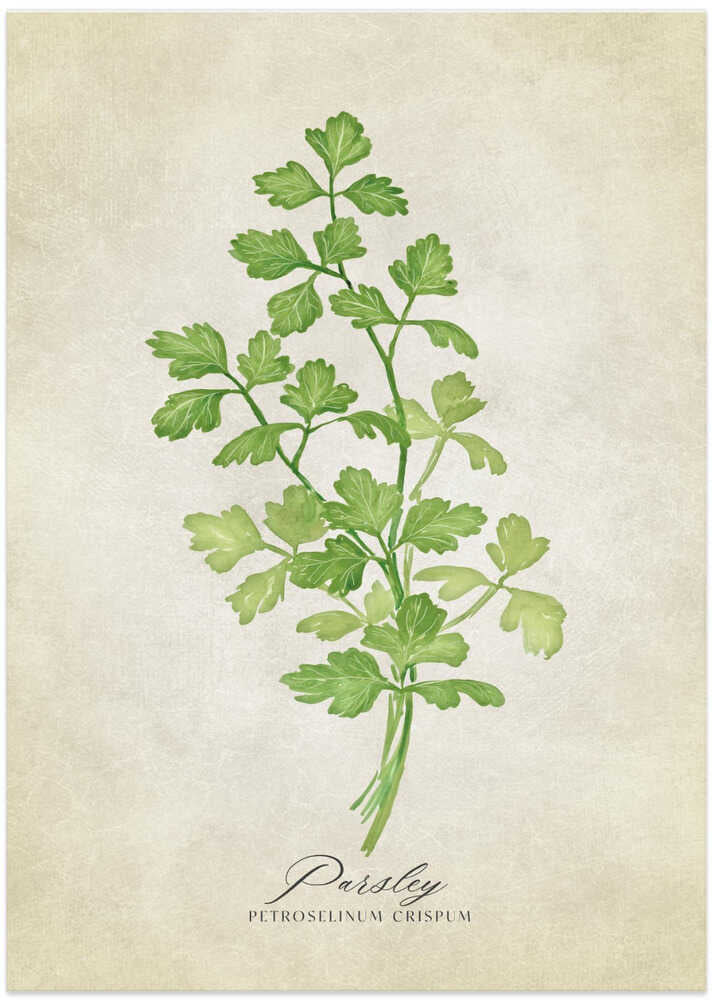 Parsley vintage - Art Print by Rosana Laiz Blursbyai