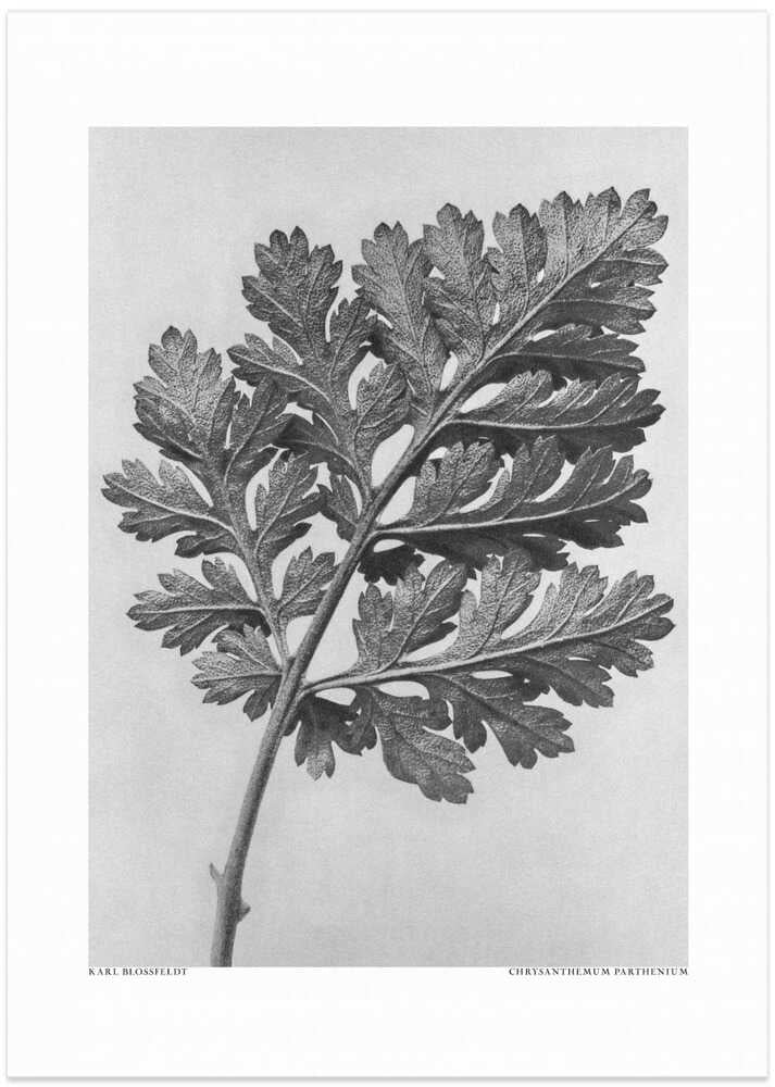 Chrysanthemum parthenium - Art Print by Karl Blossfeldt
