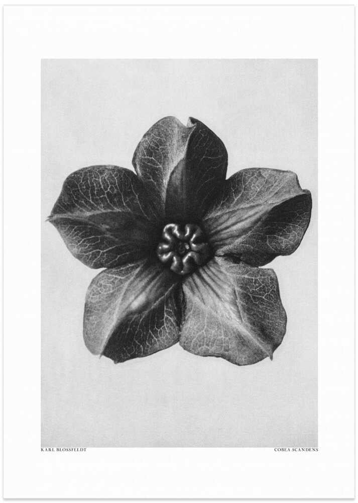 Cobaea Scandens - Art Print by Karl Blossfeldt