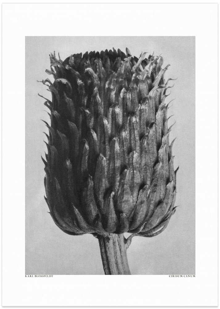 Cirsium Canum (Thistle) - Art Print by Karl Blossfeldt