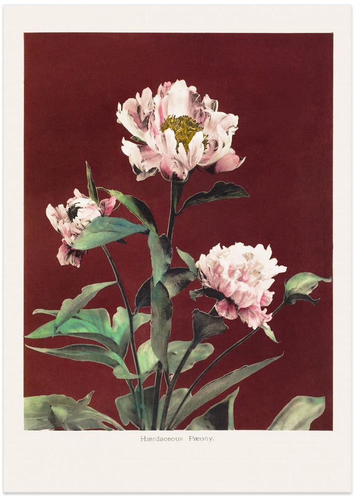 Hærdaceous Peony no2 - Art Print by Ogawa Kazumasa