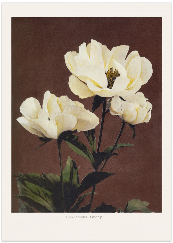Hærdaceous Peony - Art Print by Ogawa Kazumasa